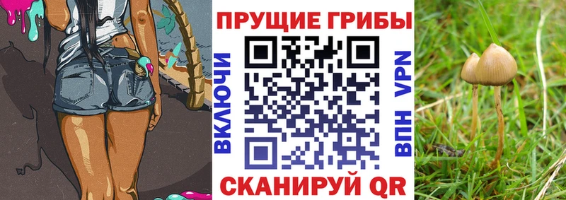 Псилоцибиновые грибы Psilocybe  Купить  Чехов 